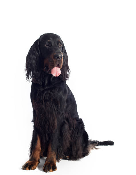 Gordon setter dog on white background Gordon dog setter isolated on white, portrait of a dog irish red and white setter puppies stock pictures, royalty-free photos & images