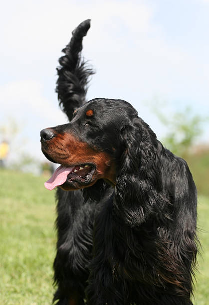Best Gordon Setter Stock Photos, Pictures & Royalty-Free ...