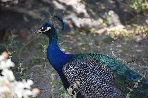 Male peacock bird with bright colorful feathers