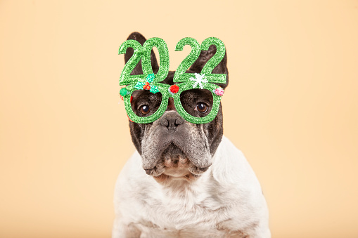 Gorgeous French bulldog dog with festive glasses 2022. Happy new year