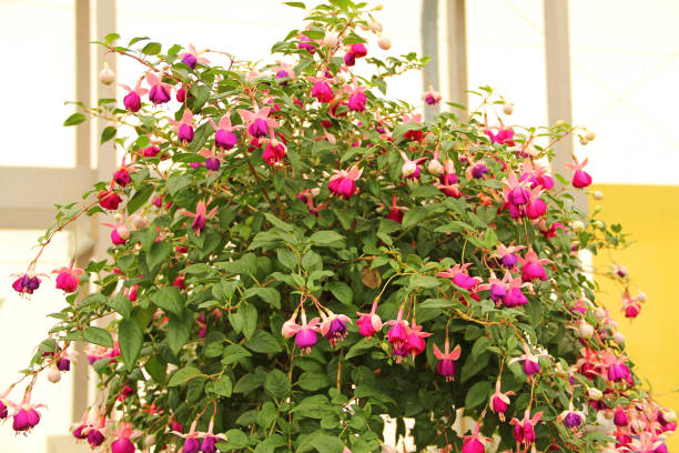 Gorgeous fuchsias Beautiful fuchsias fuchsia flower stock pictures, royalty-free photos & images