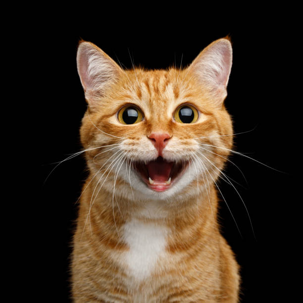 Gorgeous Ginger Cat on Isolated Black background Funny Portrait of Happy Smiling Ginger Cat Gazing with opened Mouth and big eyes on Isolated Black Background meowing stock pictures, royalty-free photos & images