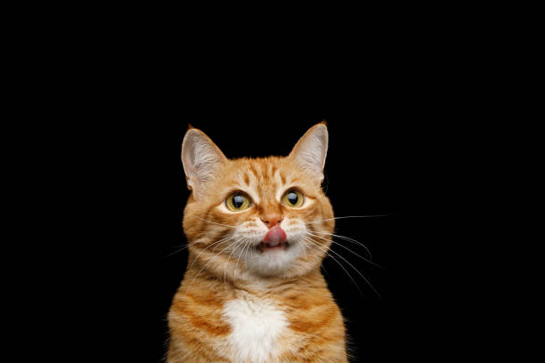 Gorgeous Ginger Cat on Isolated Black background  cat stock pictures, royalty-free photos & images