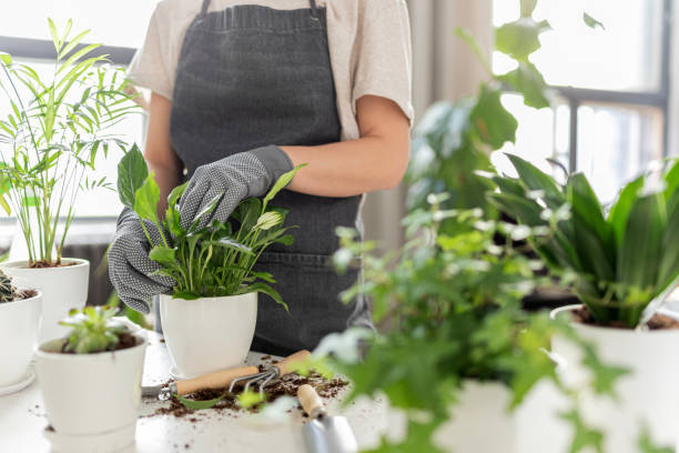 Gorgeous girl with leaves Close-up of woman hands tenderly touching white pots with exotic sprout. Cute model in gardener uniform repotting green home flowers. Gardening concept potting stock pictures, royalty-free photos & images