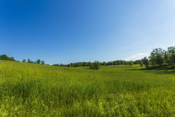 vacker naturlandskap utsikt. grönt gräs vajande i vinden. grönt gräs fält på blå himmel bakgrund. - skog sverige bildbanksfoton och bilder