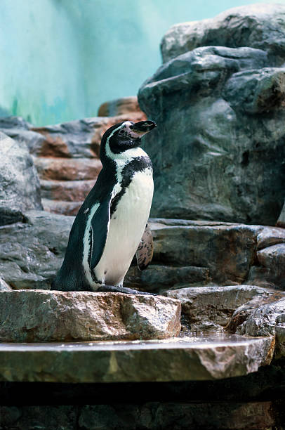 Gorgeous penguin sitting on the rock outdoors stock photo