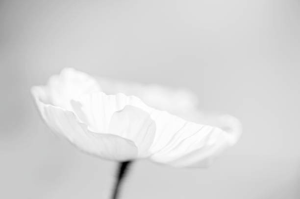 Gorgeous Beautiful shot of a poppy in the morning grief photos stock pictures, royalty-free photos & images