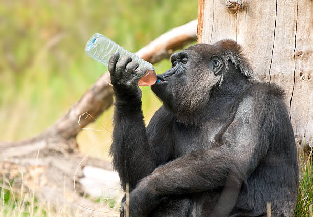 gorilla drinking stock photo