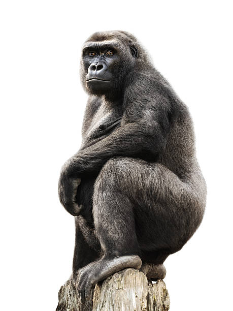 Gorilla on tree trunk, isolated Gorilla proudly standing on a lookout, isolated on pure white gorilla stock pictures, royalty-free photos & images