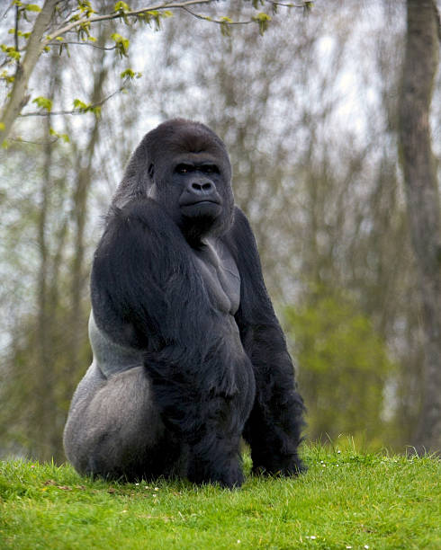 Gorilla stock photo