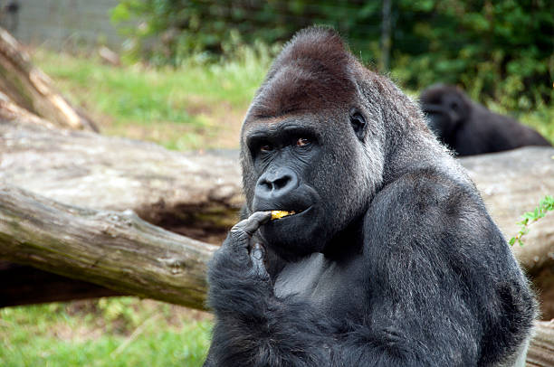 Gorilla Male gorilla eating fruit in zoo gorilla stock pictures, royalty-free photos & images