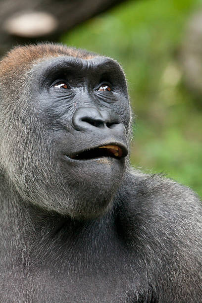 Best Fat Black Gorilla Stock Photos, Pictures & Royalty-Free Images ...