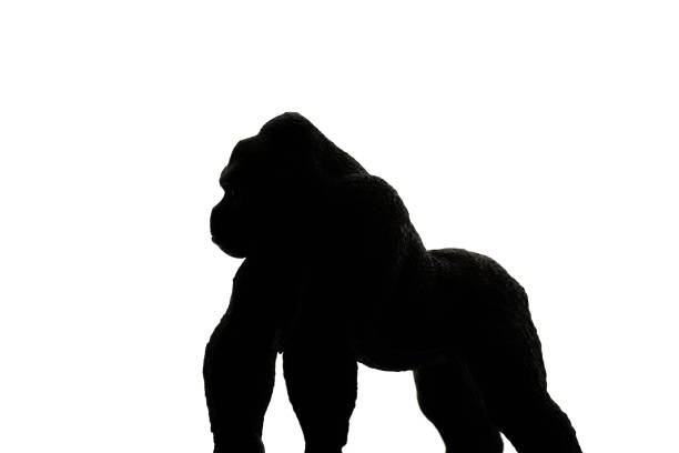 Gorilla Silhouette Gorilla Silhouette king kong monster stock pictures, royalty-free photos & images