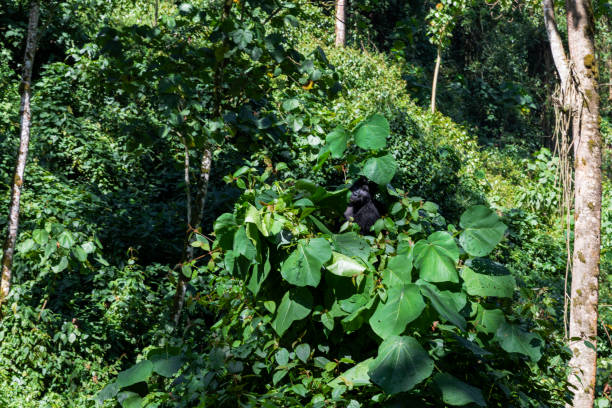 A gorilla who hidden in the forest stock photo
