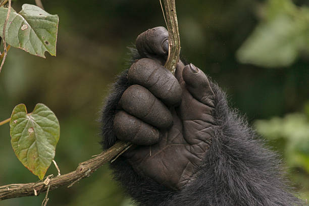 Gorilla's Hand A mountain gorilla holds a vine in the jungle of Rwanda gorilla stock pictures, royalty-free photos & images