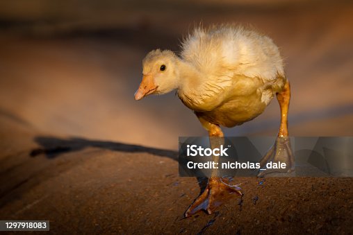 istock Gosling walks down side of artificial pond 1297918083