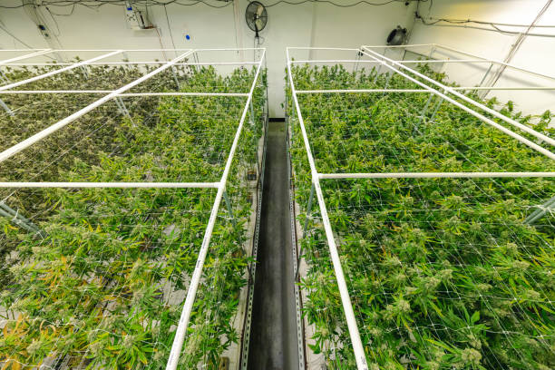 Government Sanctioned Commercial Cannabis Greenhouse with Rows of Marijuana Plants stock photo
