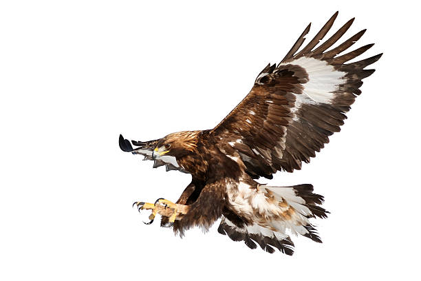 grab your chance - golden eagle landing - klauw roofvogel stockfoto's en -beelden