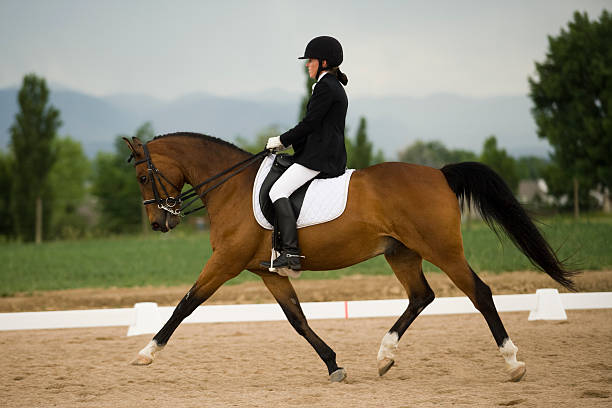 Graceful dressage horse & rider stock photo