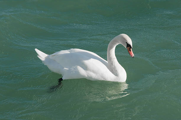 Graceful Swan Floating in Choppy Water stock photo