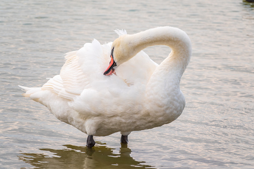 Graceful white Swan with a red beak stands on the bank of a pond. The mute swan, latin name Cygnus olor.