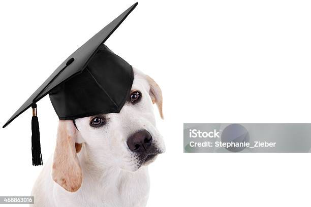 Graduation Graduate Dog