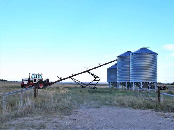 Grain Auger and Tractor Loading Wheat into the Grain Bins at Harvest Time stock photo