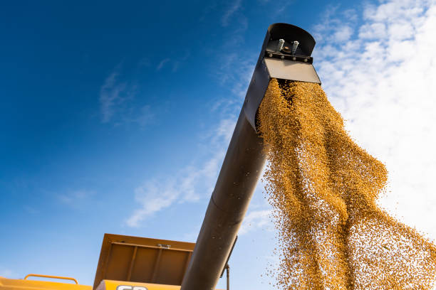 Grain auger of combine pouring soy bean into tractor trailer stock photo
