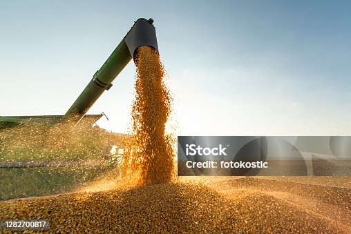 istock Grain auger of combine pouring soy bean into tractor trailer 1282700817