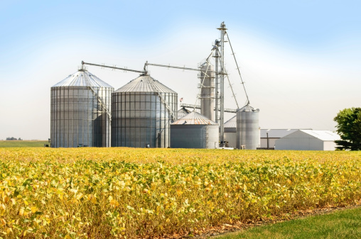 Grain bins and silos on a farm with soybean field in the foreground and sky in the background