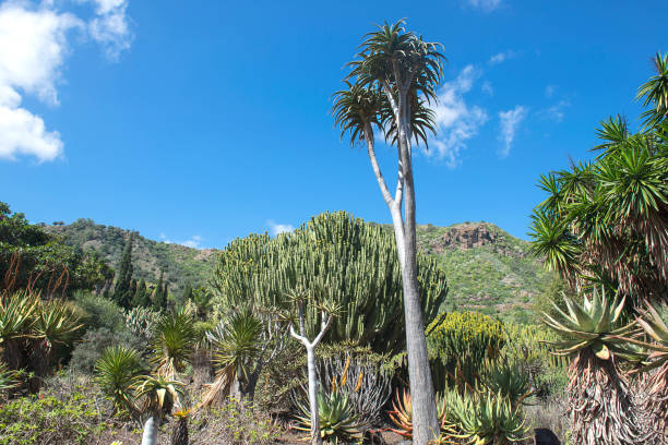 Gran Canaria botanical garden stock photo