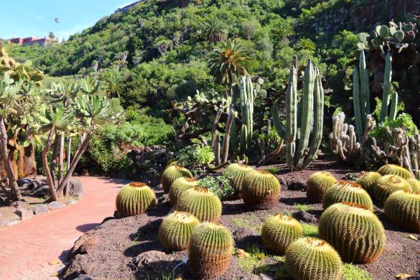 Gran Canaria - Jardin Canario stock photo
