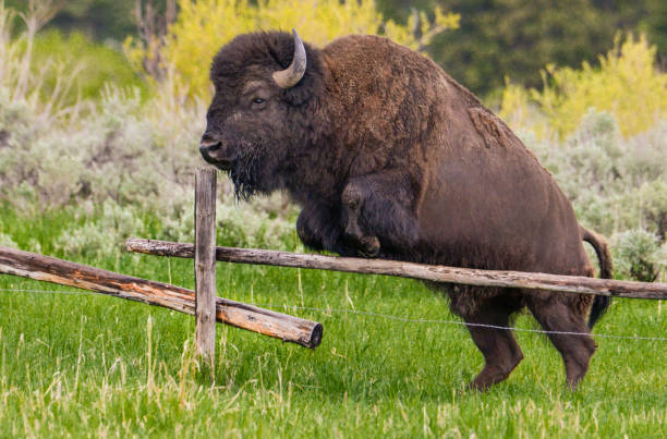 grand teton bison jumping a fence - buffalo stok fotoğraflar ve resimler