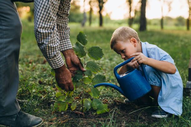 grandfather an dgrandson in public park grandfather and his grandson planting tree children's plant stock pictures, royalty-free photos & images