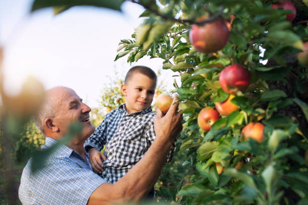 Grandfather and grandson picking up apple fruit in orchard together. Happy family moments and active lifestyle. apple orchard stock pictures, royalty-free photos & images