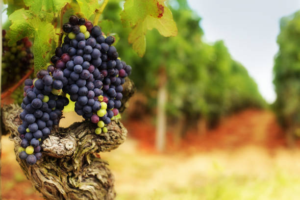 Grape Bunches on Old Vine in Vineyard Large bunches of grapes on a gnarled old vine in French vineyard. L'Hermitage area of the Côtes du Rhône region of France. syrah grape stock pictures, royalty-free photos & images