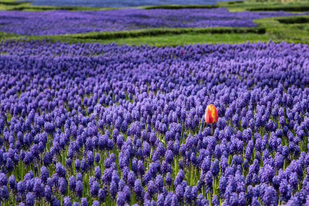 grape hyacint blommor i trädgården och orange tulip, selektiv fokus, - red hyacinth bildbanksfoton och bilder