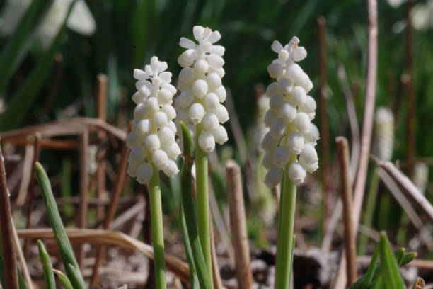 Grape hyacinths or perlhyacinths with white flowers stock photo