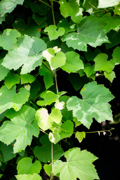 Grape leaves on a dark background. Grape vine in the garden stock photo