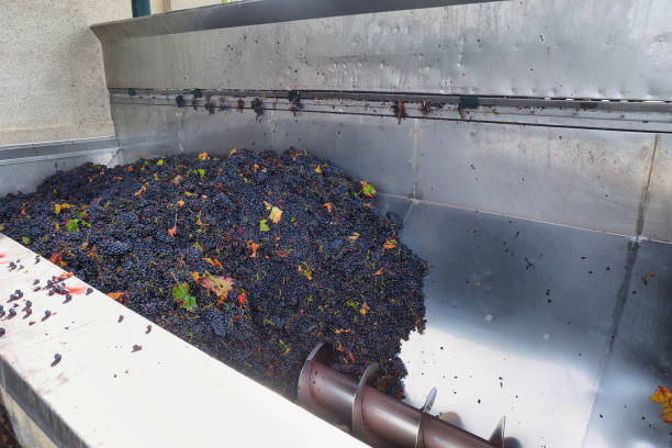 Grape processing on the crusher machine stock photo