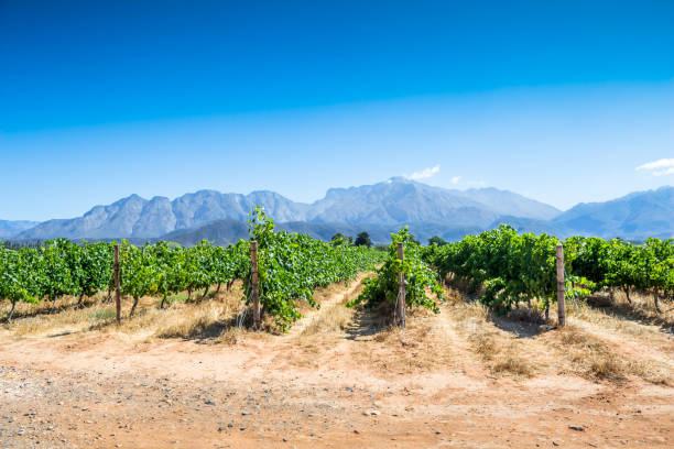 wijnstokken op een warme zomerdag in west-kaap, zuid-afrika - robertson stockfoto's en -beelden