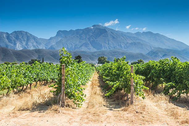 grape vines on a hot summer day south africa - robertson stockfoto's en -beelden