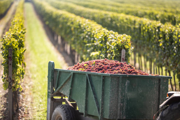 Grapes are picked up at vineyard and transported by a tractor to winery for further processing into a wine. stock photo