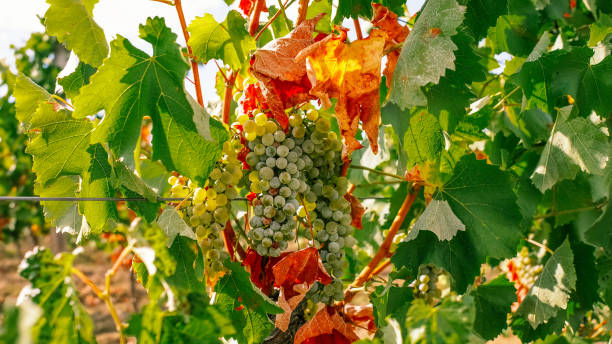 grapes drying up from heat in department Gers France stock photo