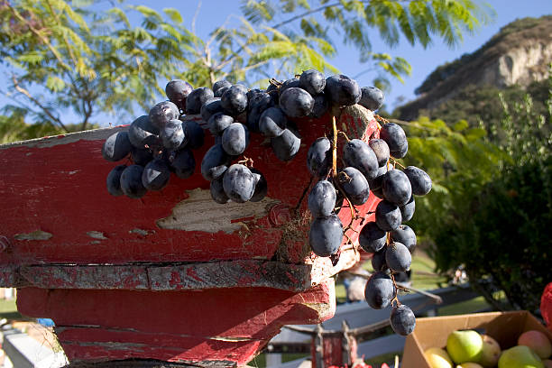 Grapes hanging off the bin stock photo