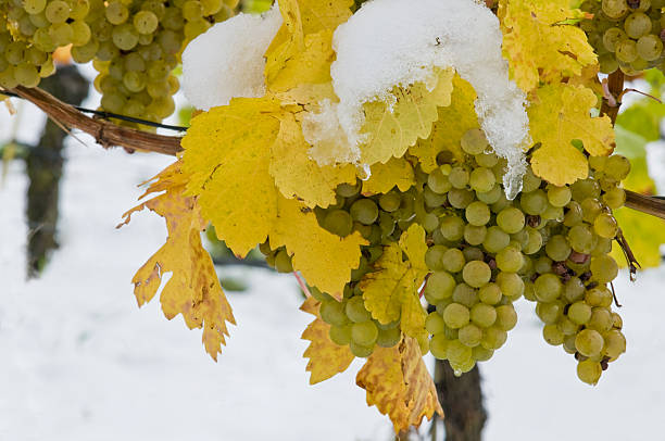 Grapes in a vineyard covered in snow stock photo