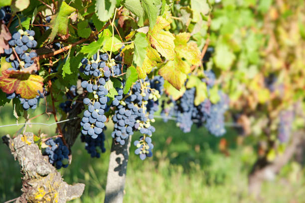 Grapes in an Italian vineyard, selective focus stock photo