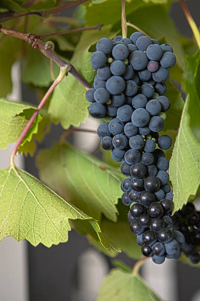 Grapes on a grapevine stock photo