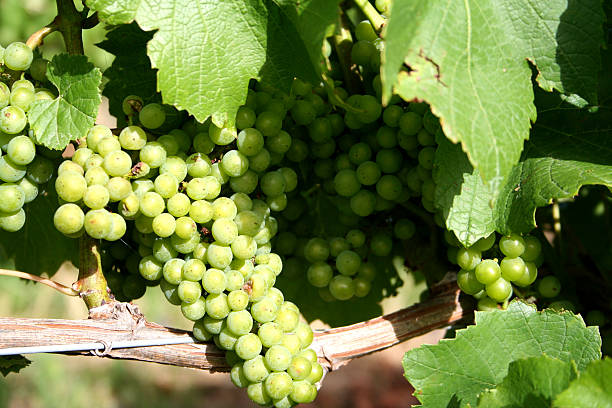 Grapes on a vine stock photo