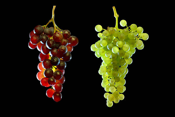 grapes vine stock photo